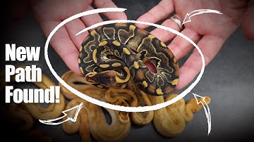 This gene UNLOCKS New Champagne Pattern Combos!