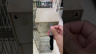 فتح عش العصافير والكشف عن