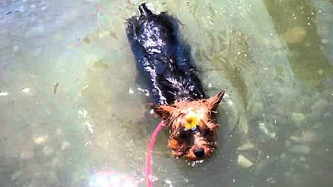 Baby Gidget video-2011-07-16...