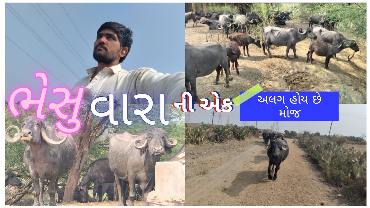 સવારે ઊઠીને પેલું આપણુ કામ