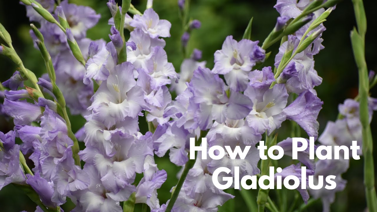 All About Gladiolus // How to Plant, Harvest, Succession Plant, Dig