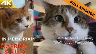 Caprice & Ella 600 | #RIPButtersTheBean by Caprice & Ella 1,223 views 3 months ago 8 minutes, 36 seconds