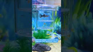 Aquarium guppy incubator to improve fry survival rate #breedingbox #hatchingbox #fishscale #fishtank