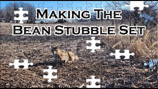 Making The Bean Stubble Set, Guaranteed To Catch Coyotes Coyote Trapping Strategy