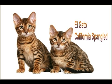 Video: California Spangled Cat Raza De Gato Hipoalergénico, Salud Y Vida útil