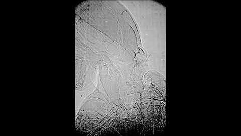 Click beetle clicking recorded at 30,000 fps, Movie S2 from PNAS 2021 paper