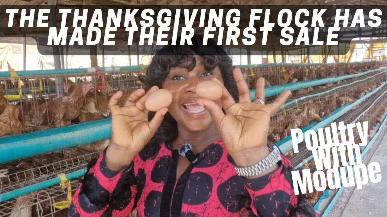 Первые яйца от моего нового стада в возрасте 20 недель | Продажа яиц от кур-несушек и чего следуе...