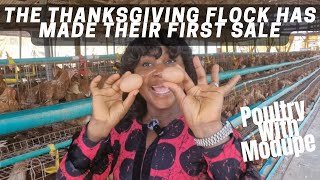 Eerste eieren van mijn nieuwe koppel kippen van 20 weken oud | Eieren van jonge hennen verkopen en wat boeren kunnen verwachten