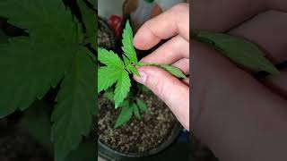 How to Top Cannabis Plants and The Benefits  - Training Cannabis Plants for Maximum Yield 😀