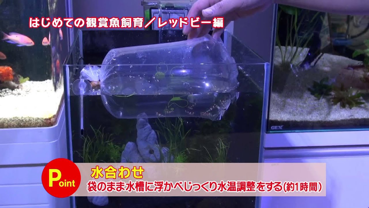 はじめての観賞魚飼育レッドビーシュリンプ編 Youtube