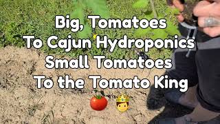 GROW MONSTER TOMATOES, and our Unique Container Challenge from G.S.L.