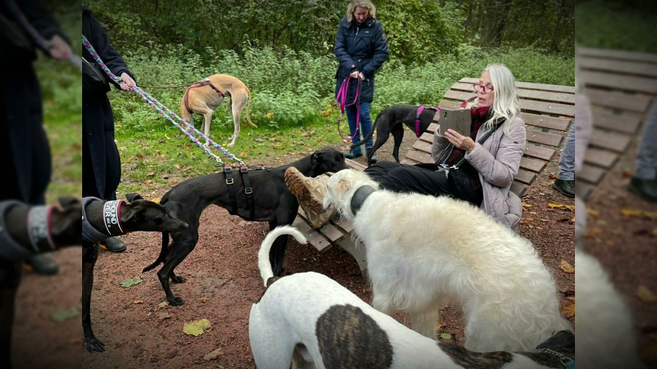 Windhundspaziergang am Kasterer See - YouTube
