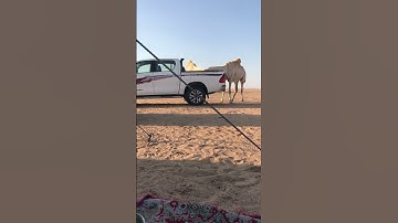 دحيم الحماد 1444ه تلاوة من سورة هود يالبر