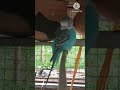 🐦 Cute Budgies Playing Together 💚 Funny & Adorable Birds #Shorts #budgies #@budgies-y2t