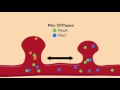 RhoGTPases A Three Way Approach To Controlling Neural Plasticity mp3