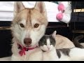 ハスキー犬に育てられた猫、 自分を完全に犬だと思い込んだ姿がかわいすぎる 子猫を救った優しいハスキー犬の話