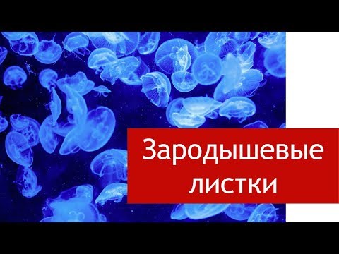 Зародышевые листки: эктодерма, энтодерма, мезодерма