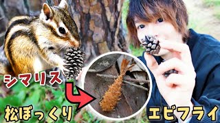 喧嘩勃発!リスに松ぼっくりをあげるとエビフライになる chipmunk