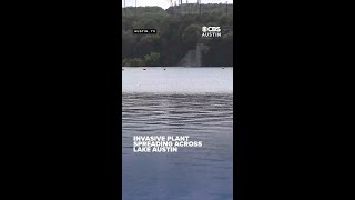 Austin officials warn invasive hydrilla spreading across nearly 600 acres of Lake Austin