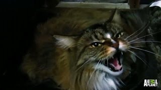 Barnabus Has a Lot to Live Up to | My Cat From Hell Barnabus Has a Lot to Live Up to | My Cat From Hell