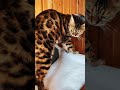 Pozdrowienia od RUBI
