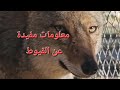 معلومات مفيدة عن القيوط