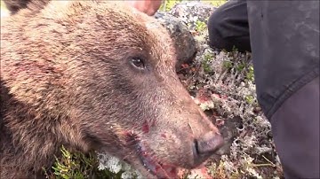 Swedish bear hunt - cut from episode