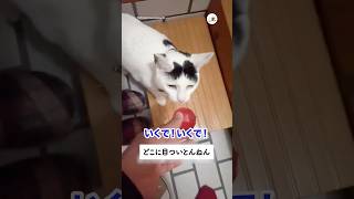 狩猟猫にはなれない｜PECO
