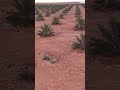 منظر للنخيل وصوت العصافير الصحراء بودنيب الرشيدية 