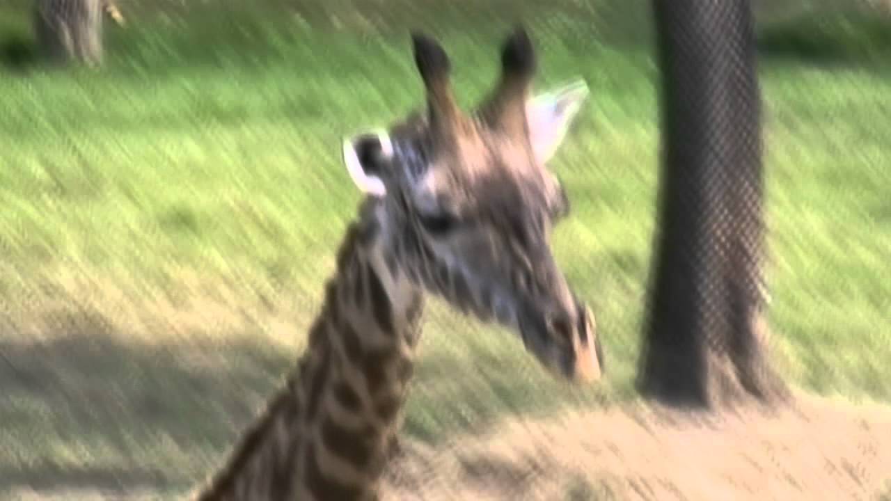 Fat White Lando - Giraffe