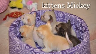 Первенцы 🐱 котята Микки ч.1 Первенцы 🐱 котята Микки ч.1