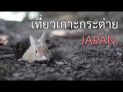 เที่ยวเกาะกระต่ายญี่ปุ่น บรรยากาศเกาะกระต่าย Okunoshima Island ( Tadanoumi )