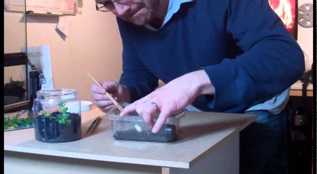 Re-house of a Straight Horned Baboon (Ceratogyrus marshalli)