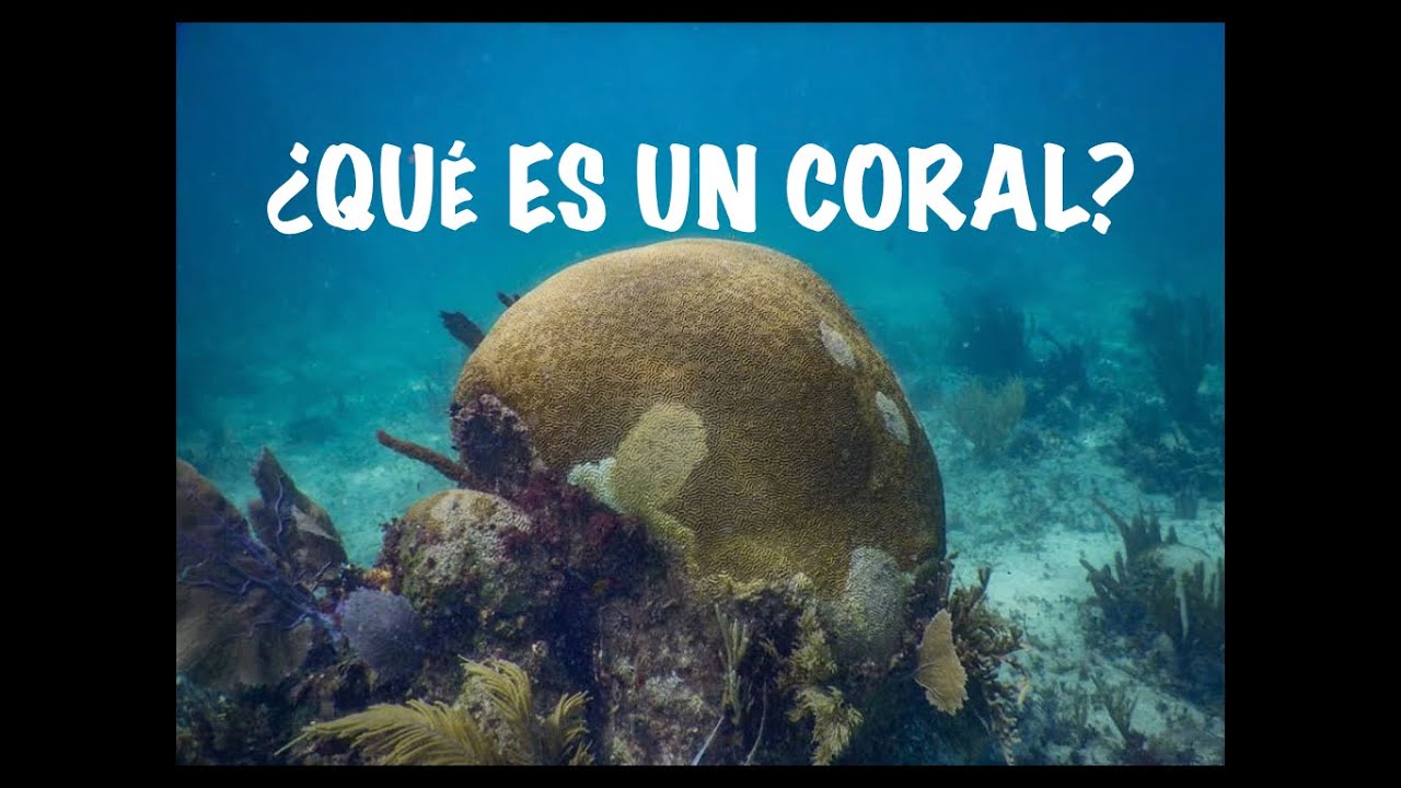 ¿QUÉ ES UN CORAL? | Cnidaria Mx