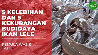 Kelebihan dan Kelemahan Budidaya Ikan Lele Yang Wajib Diketahui Pemula