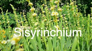 Sisyrinchiums in an English Country Garden
