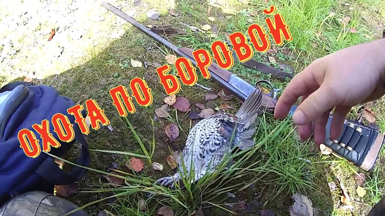 Открытка с открытием охоты 2018 на боровую дичь