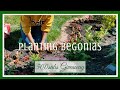 Planting Begonias + Giveaway{closed}?? || Kreatyve Laydiiee