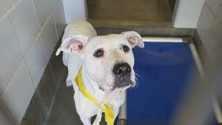 Acs A794909