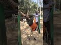 SelfMentorship Kids —#MonkeyBars #KidsFitness #ConfidenceBuilding#HealthyHabits #GrowthMindset
