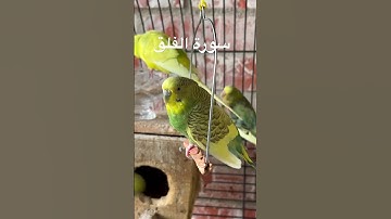 #سورة_الفلق #قرآن #المنشاوي #مصر #رقية #الحسد #السحر #تحصين #طيور #البادجي #quran #birds #budgies