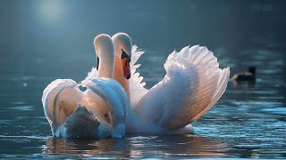 【Relaxing】30 MIN SWAN  MEDITATION MUSIC | CALM PIANO MUSIC | HEALING | INNER PEACE MEDITATION | YOGA screenshot 2