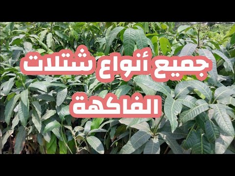 مشتل لجميع أنوع شتلات الفاكهة مانجو وموالح وتوت عمانى ونباتات زينة وأشجار أسوار