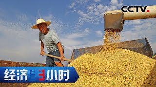 新品种、新技术、新模式……探寻今年大豆增产背后的科技密码 「经济半小时」20221020 | CCTV财经