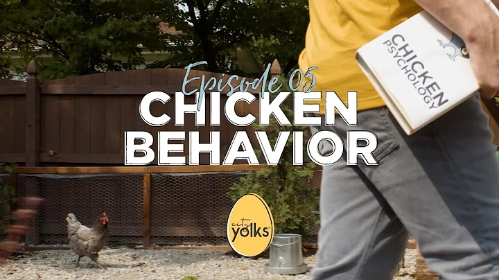 Backyard Chicken Behavior | What is Your Hen Telling You?