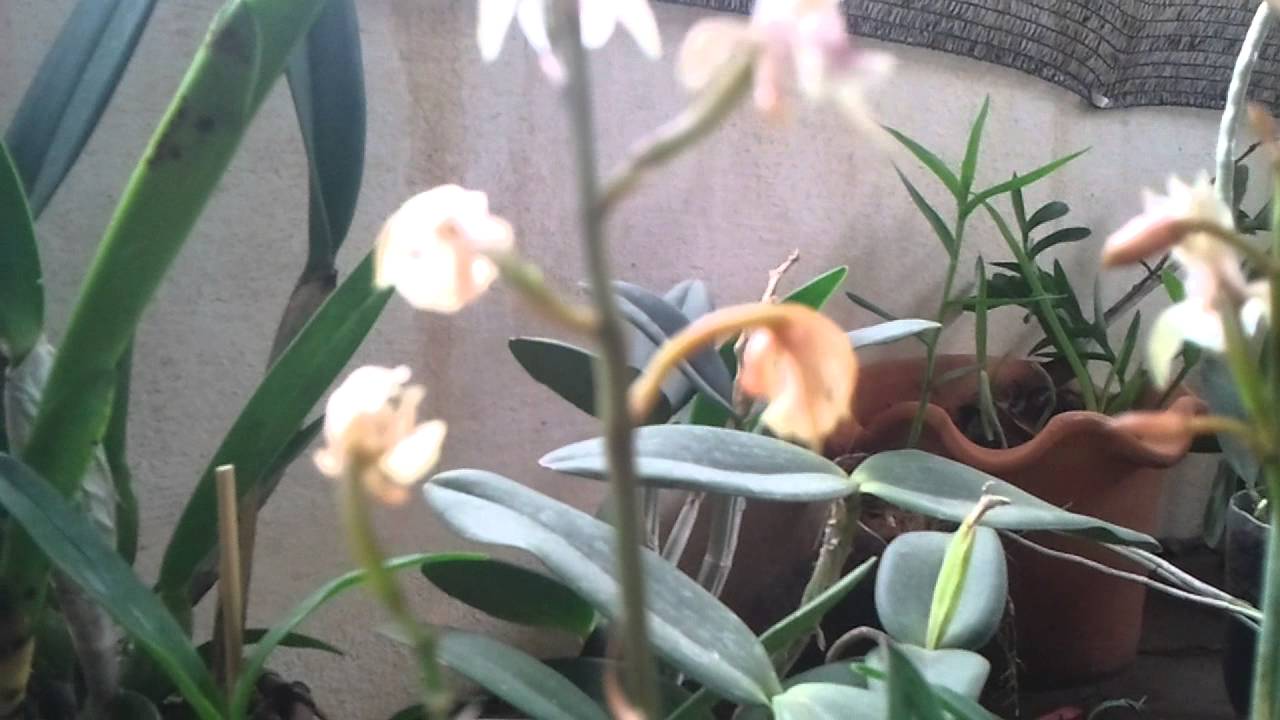 Minhas Orquídeas - Oeceoclades Maculata - thptnganamst.edu.vn