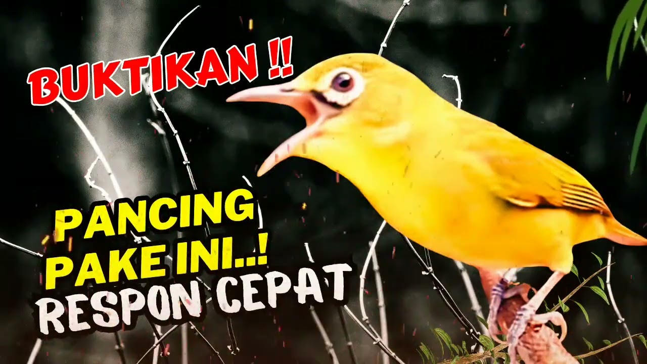 MASTERAN BURUNG PALING DI CARI !! Baru Diputar Langsung Bikin Lawan Emosi!
