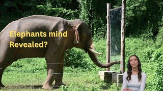 Elephant Minds Revealed | Facts you dont want to miss!