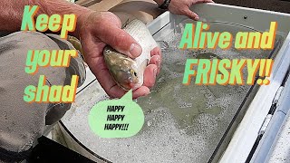 How to Catfish Like A Pro: Keeping Shad Alive