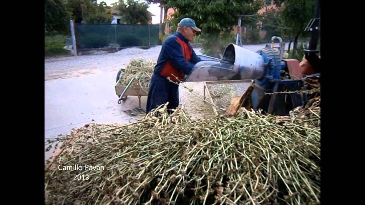 Produzione seme radicchio rosso Treviso. Ultimo atto: trebbiatura.  (Luigino Michieletto, 2013)
